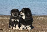 DOGUE DU TIBET 109